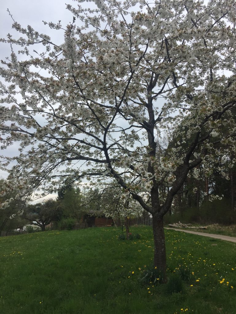 Kirschbaum in voller Blüte (15.04.2017)