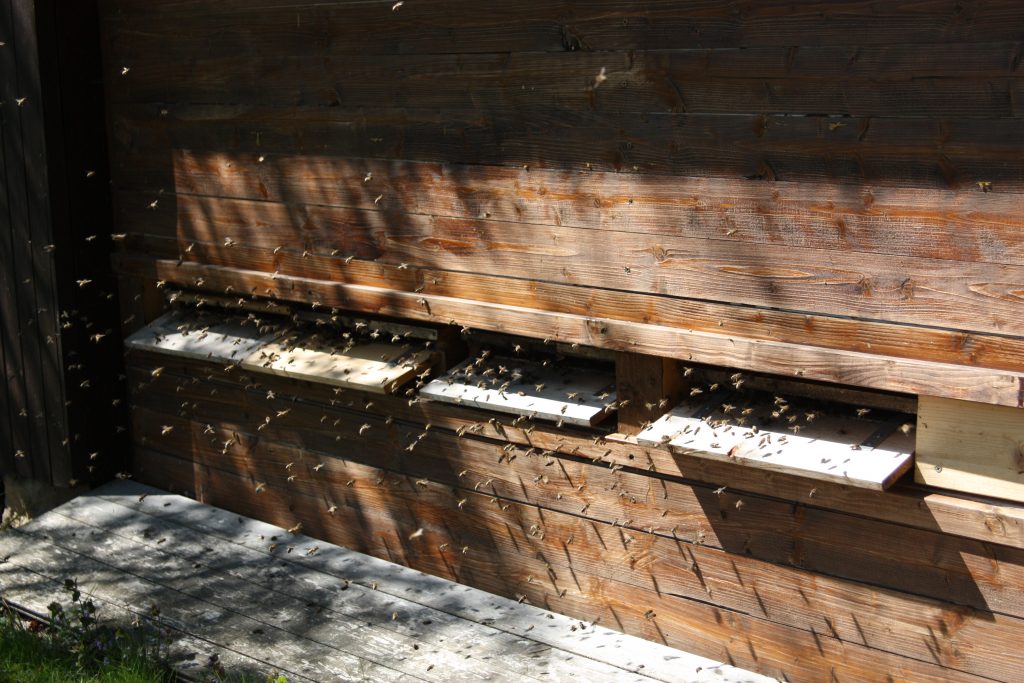 Reger Betrieb an den Fluglöchern (30.04.17)