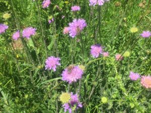 Bienen auf Acker-Witwenblume