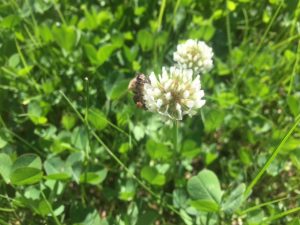 Biene mit hell braunen Pollenhöschen