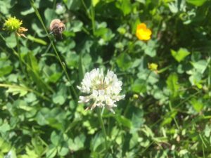 Weißklee - Biene im Anflug