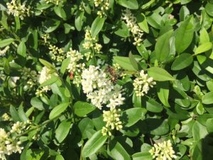 Ligusterblüten - Bitte die Hecken erst nach der Blütezeit schneiden